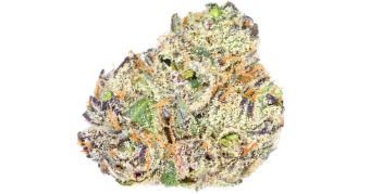Lemon Cherry Gelato
